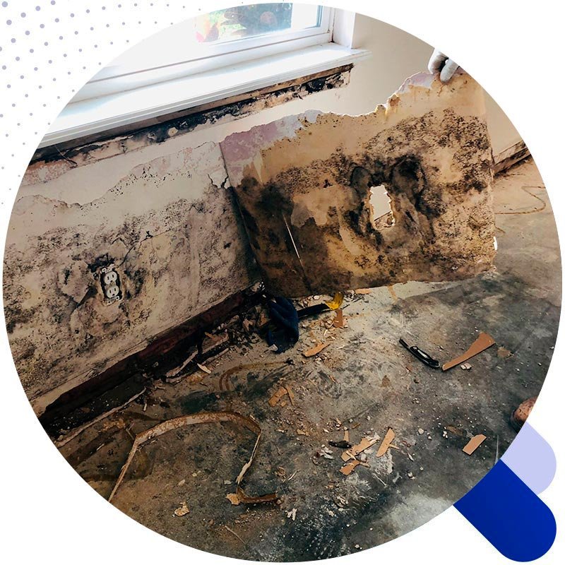 Micotoxinas evaluación profesional Florida BioRestoration